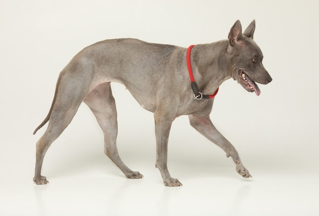 Thai Ridgeback hondenhok voor grijze muur