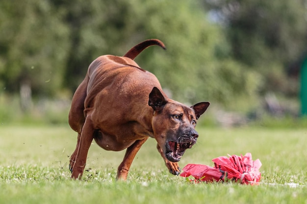 Thai Ridgeback running in the field on lure coursing competition