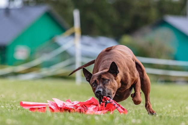 Thai ridgeback running in the field on lure coursing competition