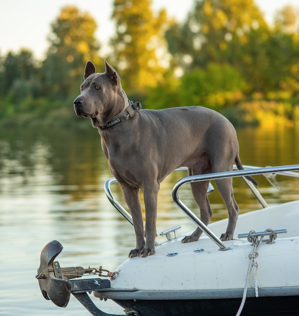 Thai Ridgeback on a yacht in nature