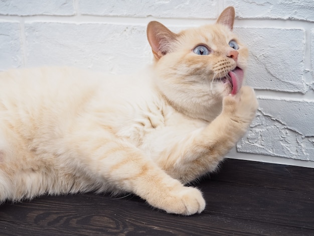 Thai Siamese domestic cat red point licks its pawn,