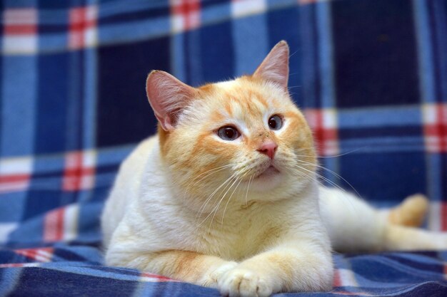 Thai siamese domestic cat red point with red ears and blue eyes