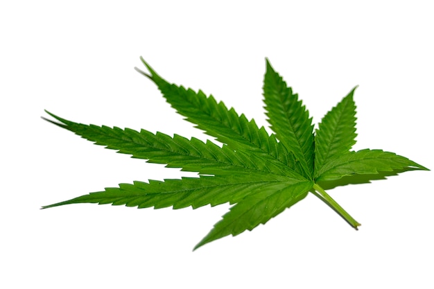 白い背景の上のタイの棒成長有機大麻