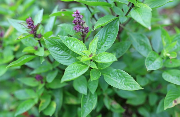 Thai sweet green basil tree in plantation