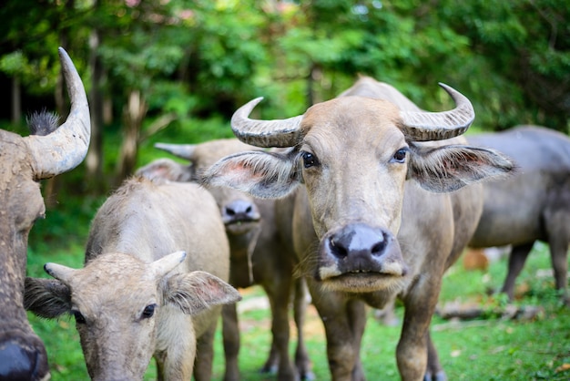 Thai Water Buffalo in the field