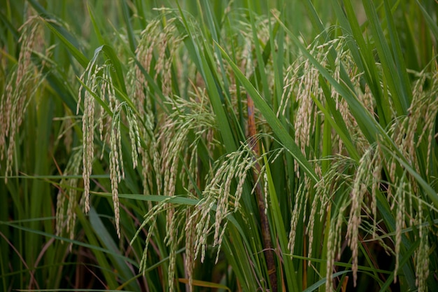 Thai white rice (Jasmine rice)