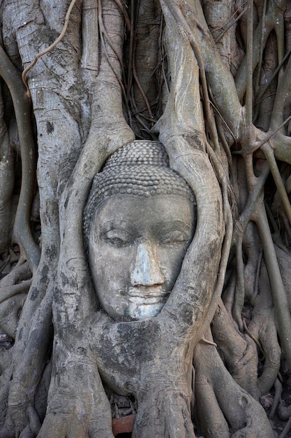 THAILAND, Ayutthaya, een oud Boeddhabeeld is bijna volledig verborgen door de wortels van een tropische boom