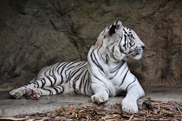 thailand, bangkok, bangkok, dierentuin, witte, bengaalse tijger, (panthera, tigris)