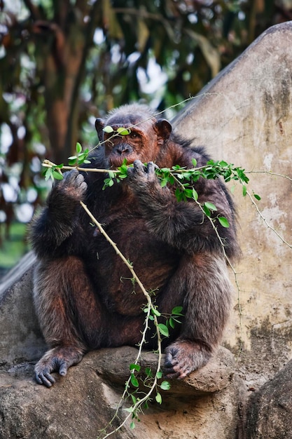 Photo thailand, bangkok, bangkok zoo, rhesus monkey (macaca mulatta) eating