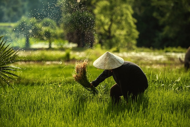 Thailand boeren rijst planten en verbouwen rijst in het regenseizoen