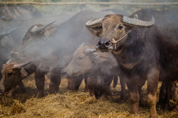 thailand buffalo in farm