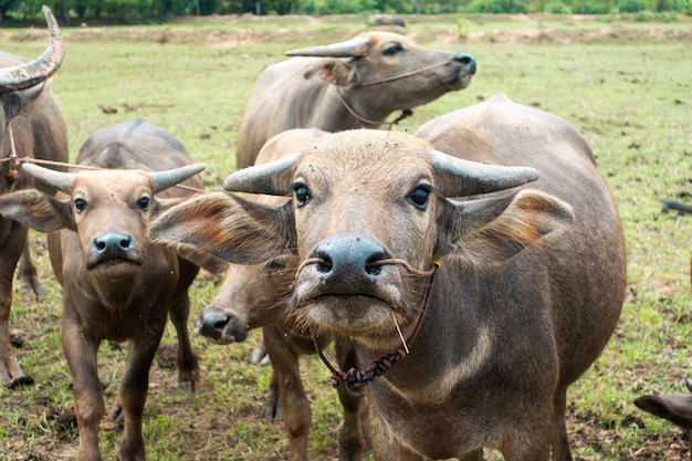 Thailand buffaloes in rice field 