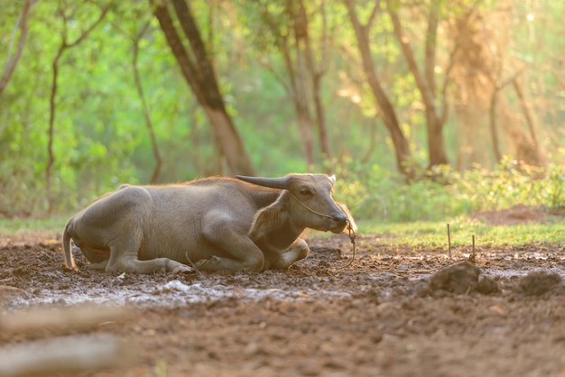 Thailand buffels