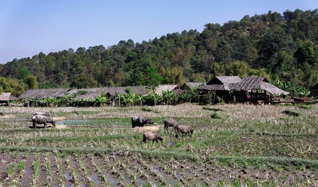 사진 태국, 치앙마이, baan tong luang, karen 마을, 버팔로 들판
