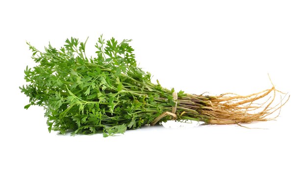 Thailand coriander on white background