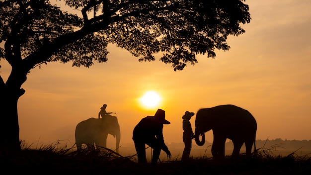 태국 시골; 일몰, 수린 태국에서 태국 코끼리의 배경에 실루엣 코끼리.