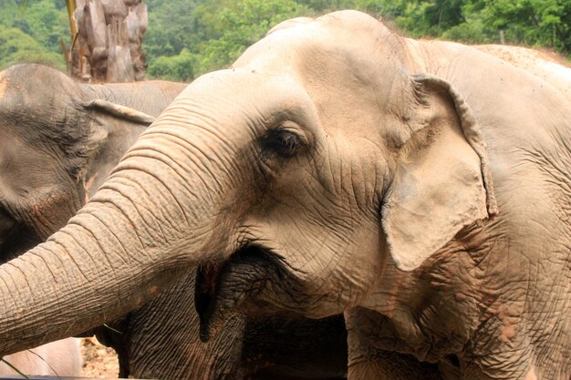 Thailand elephant