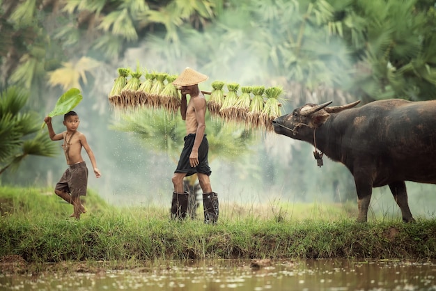 Lavoratore agricolo thailandese