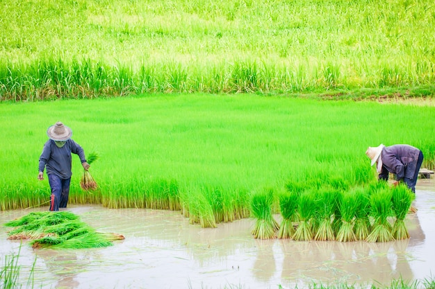 タイの農民の稲作作業