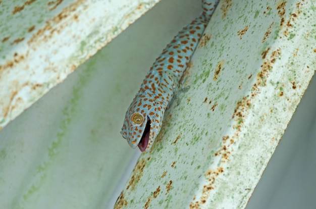 Photo thailand gecko on wall under roof