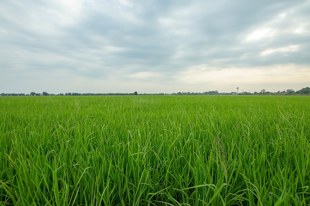 Thailand green field, Wide angle