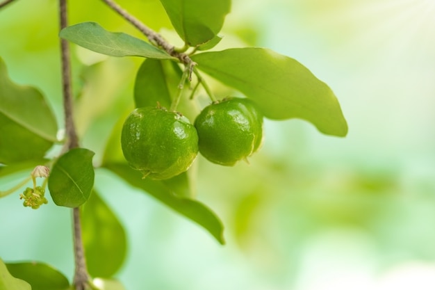 Thailand groene Acerola kers. Selecteer focus, soft focus, hoge vitamine, groene acerola-kers.