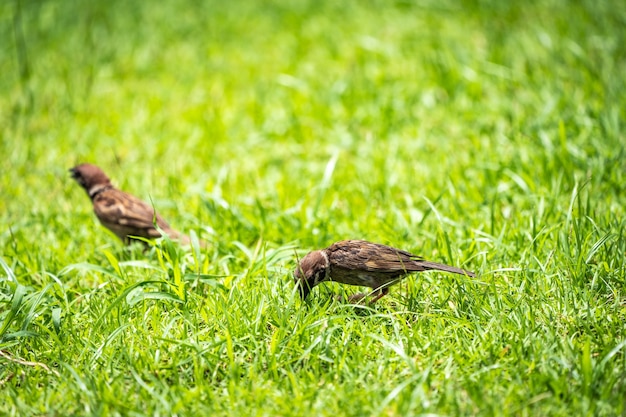 Thailand little brown sparrow bird in the graden and park.