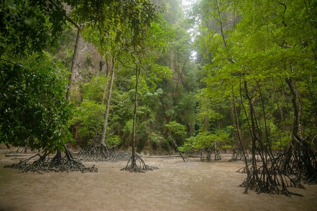 Thailand mangrove forest mangrove jungle