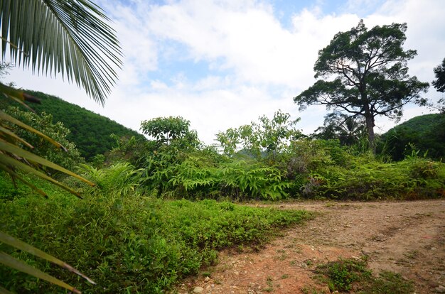 Foto giungla del parco nazionale della tailandia