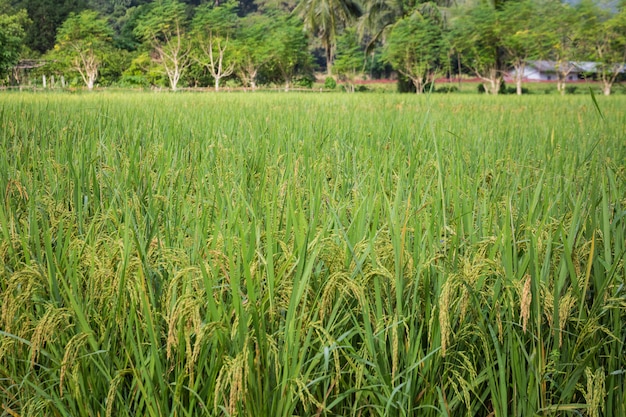 Thailand ontdekken