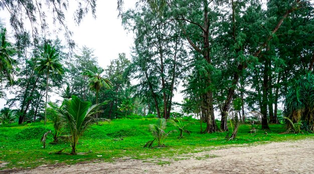 Thailand Phuket island lagoon area Beach Bang Tao trees on the coast