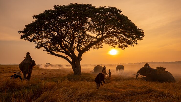 Thailand platteland; Silhouetolifant op de achtergrond van zonsondergang, olifant Thai in Surin Thailand.