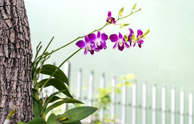 Орхидея Таиланда фиолетовая в саде.