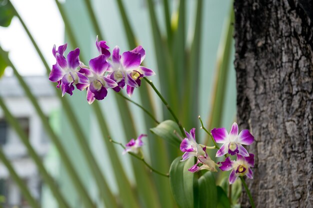Орхидея Таиланда фиолетовая в саде.