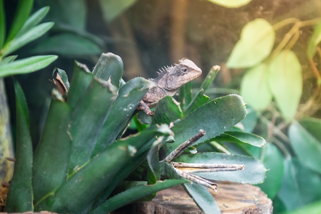 Foto thailandia rare specie di camaleonte