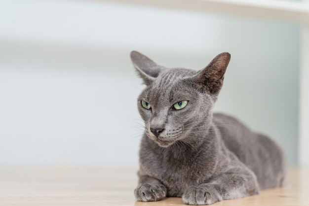 Thailand silver blue cat relax on the floor.