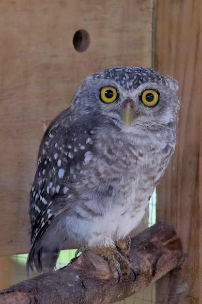 Thailand Spotted owlet