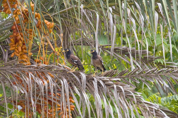 태국 일반적인 Myna 새