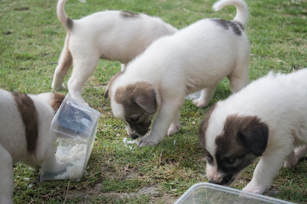 Thais puppy voeden met groen gras