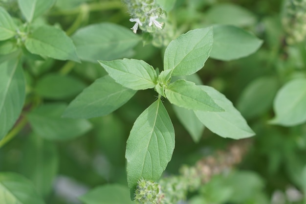 thaise basilicum of zoete basilicum worden in pot gekweekt, de teelt