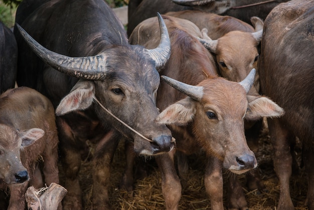 Thaise buffel in boerderij