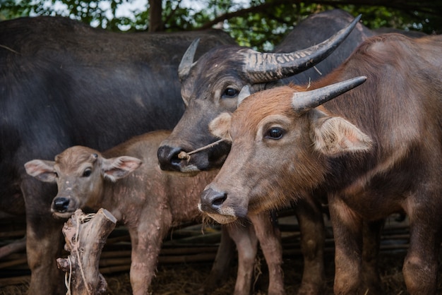 Thaise buffel in boerderij