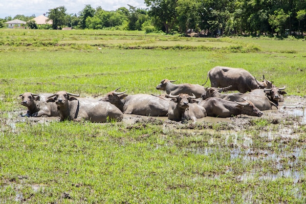 Thaise buffel in het moeras