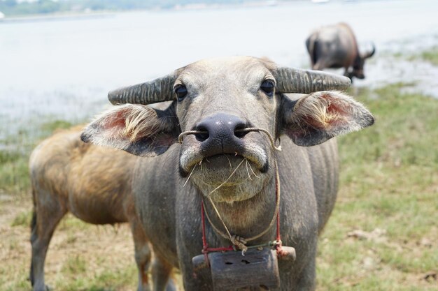 Thaise buffel loopt om gras te eten in een groot veld