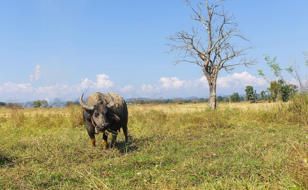 Thaise buffels die gras eten in het veld