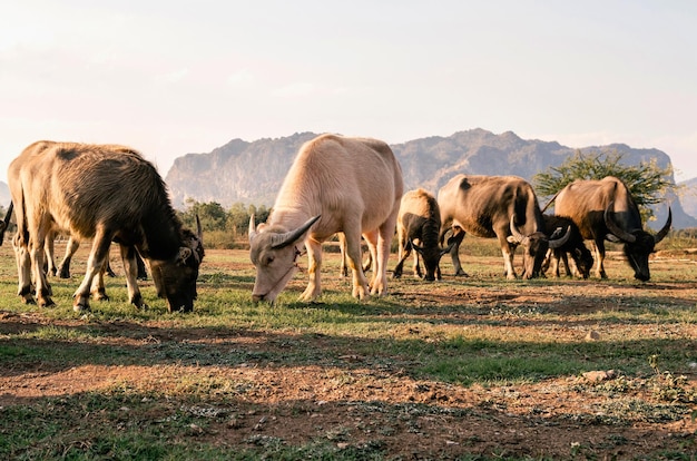 Thaise buffels die gras eten op de boerderij met zonsondergang en bergachtergrond