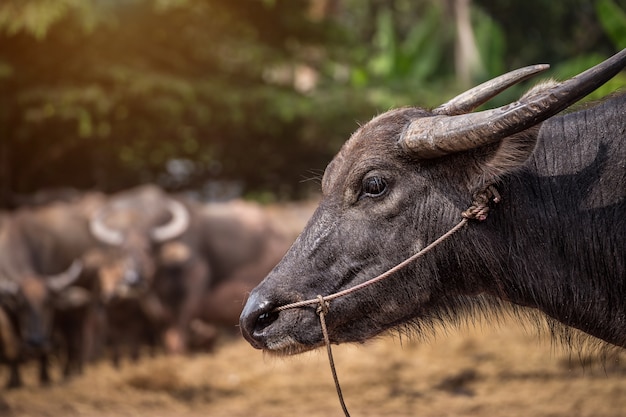 Thaise buffels in de boerderij, Thailand