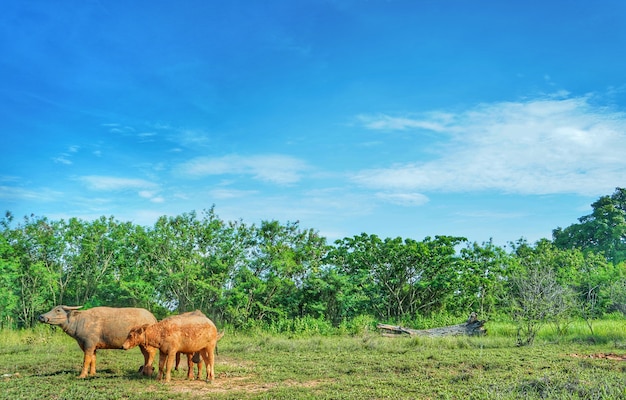 Thaise buffels, Thailand