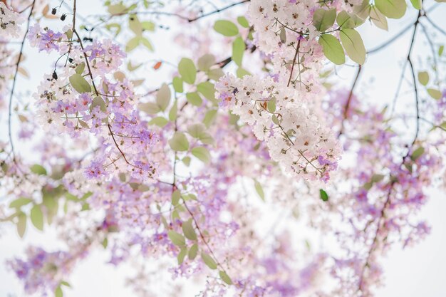 Thaise Bungor (Lagerstroemia loudonii Teijsm) De prachtige bloemen zijn wit en paars in Thailand. Populair om langs de weg te planten als de provincie Nakhon Sawan.