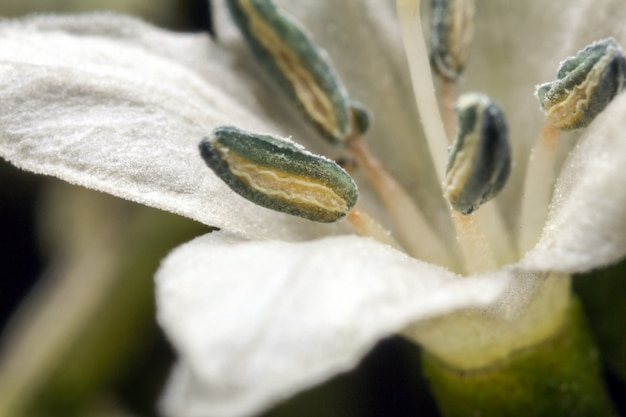 Thaise Chili-bloesembloem